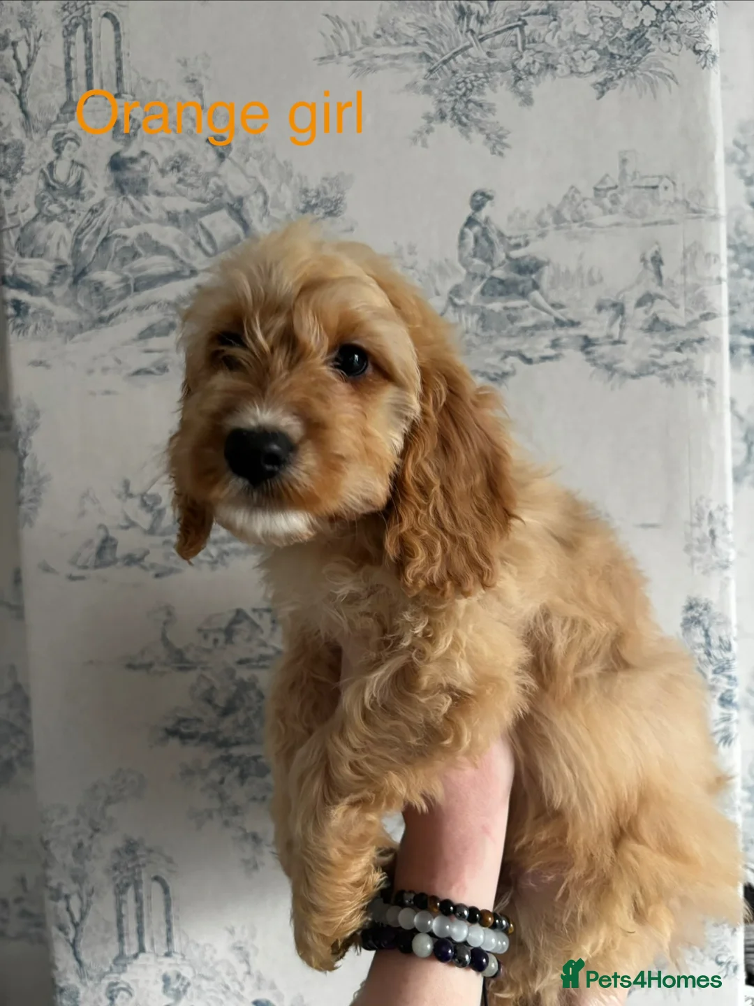 Cockapoo dogs for sale: Beautiful F1B cockapoo puppies ready now in Bradford - Advert 14