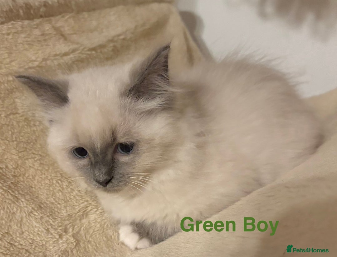 Ragdoll cats for sale: Ragdolls kittens- - Advert 29