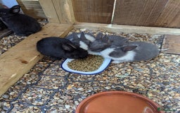 Netherland Dwarf rabbits for sale: Netherlands Dwarf - Image 5