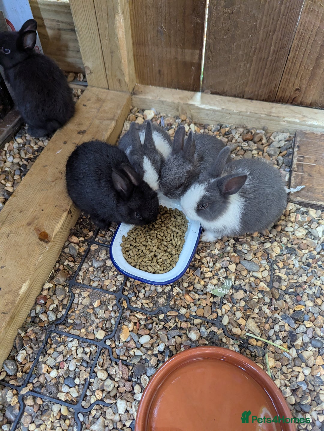 Netherland Dwarf rabbits for sale: Netherlands Dwarf - Image 5