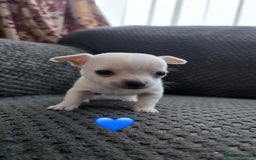 Chihuahua dogs for sale: Chihuahua pups 🐶  - Image 2