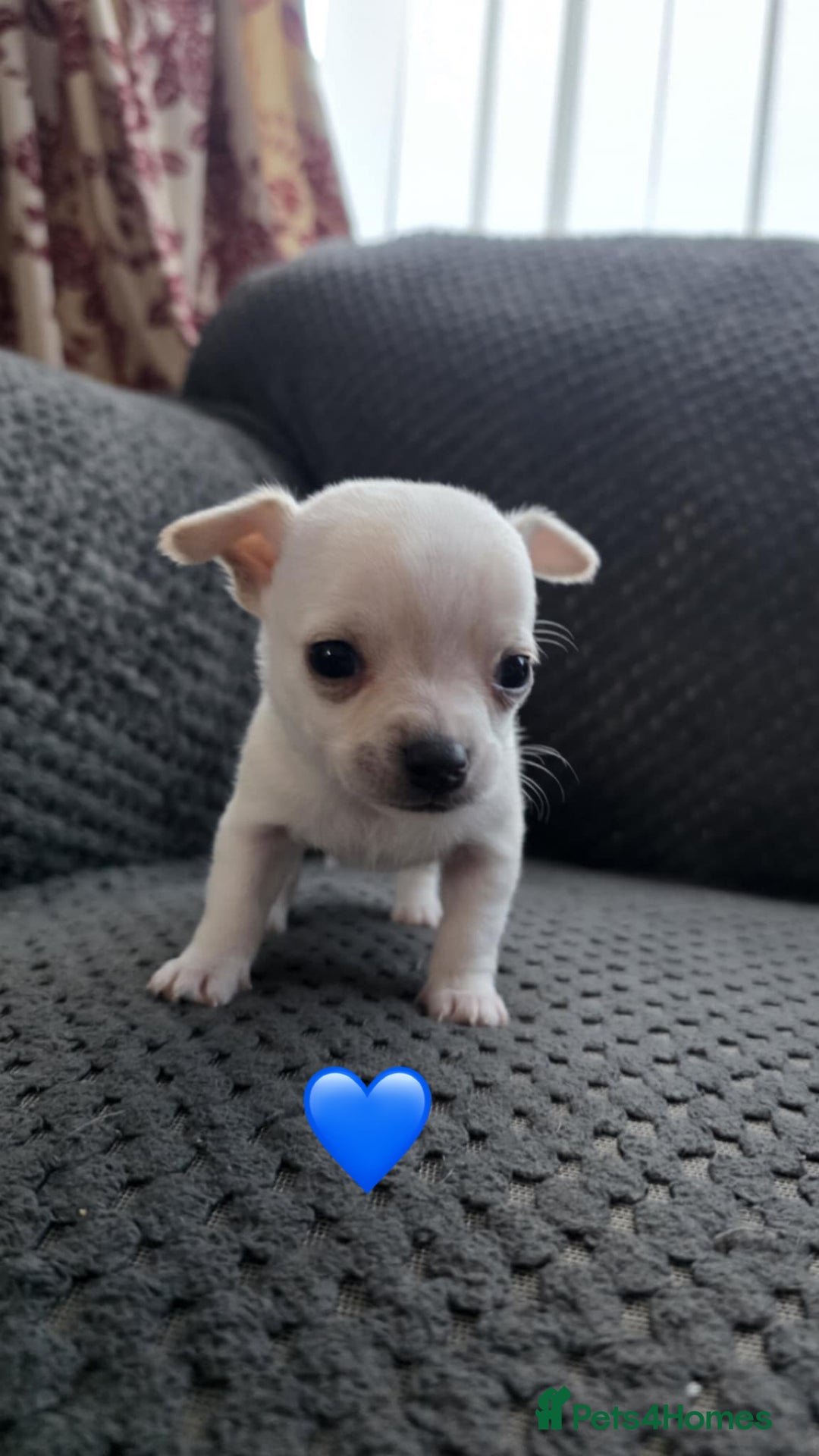 Chihuahua dogs for sale: Chihuahua pups 🐶  - Image 2