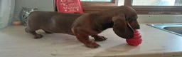 Dachshund dogs for sale: OUTSTANDING KC REGISTERED DACHSHUND - Advert 4