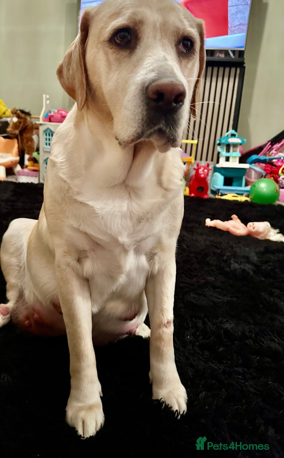 Mixed Breed dogs for sale: Lab- Cane Corso Puppies Looking for Loving Homes - Advert 34