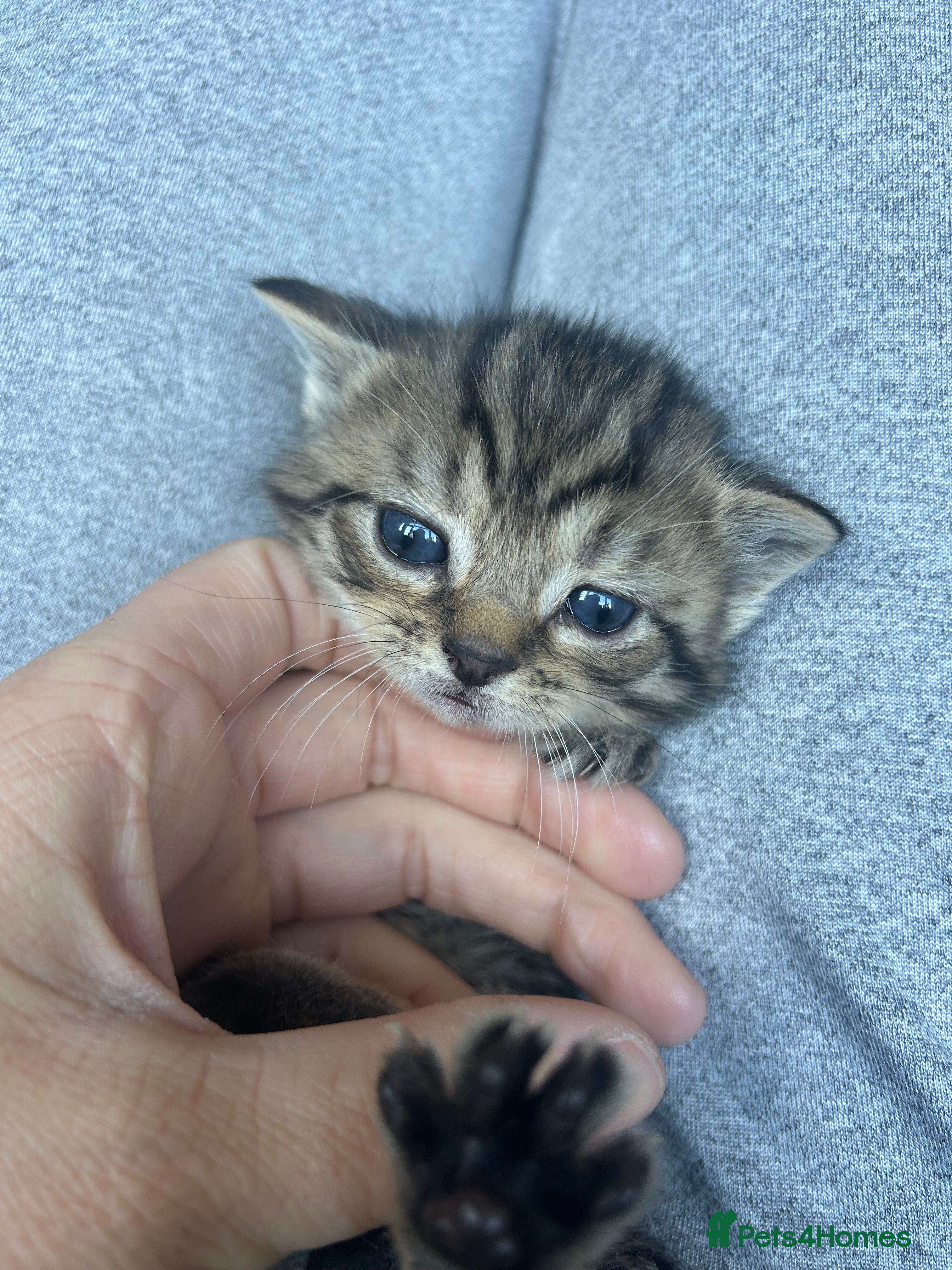 Mixed Breed cats Kittens  - Advert 16