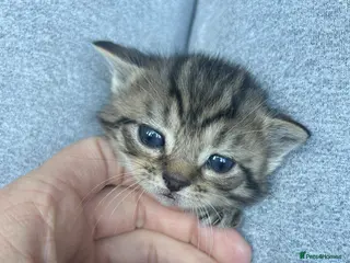 Mixed Breed cats Kittens - Advert 16