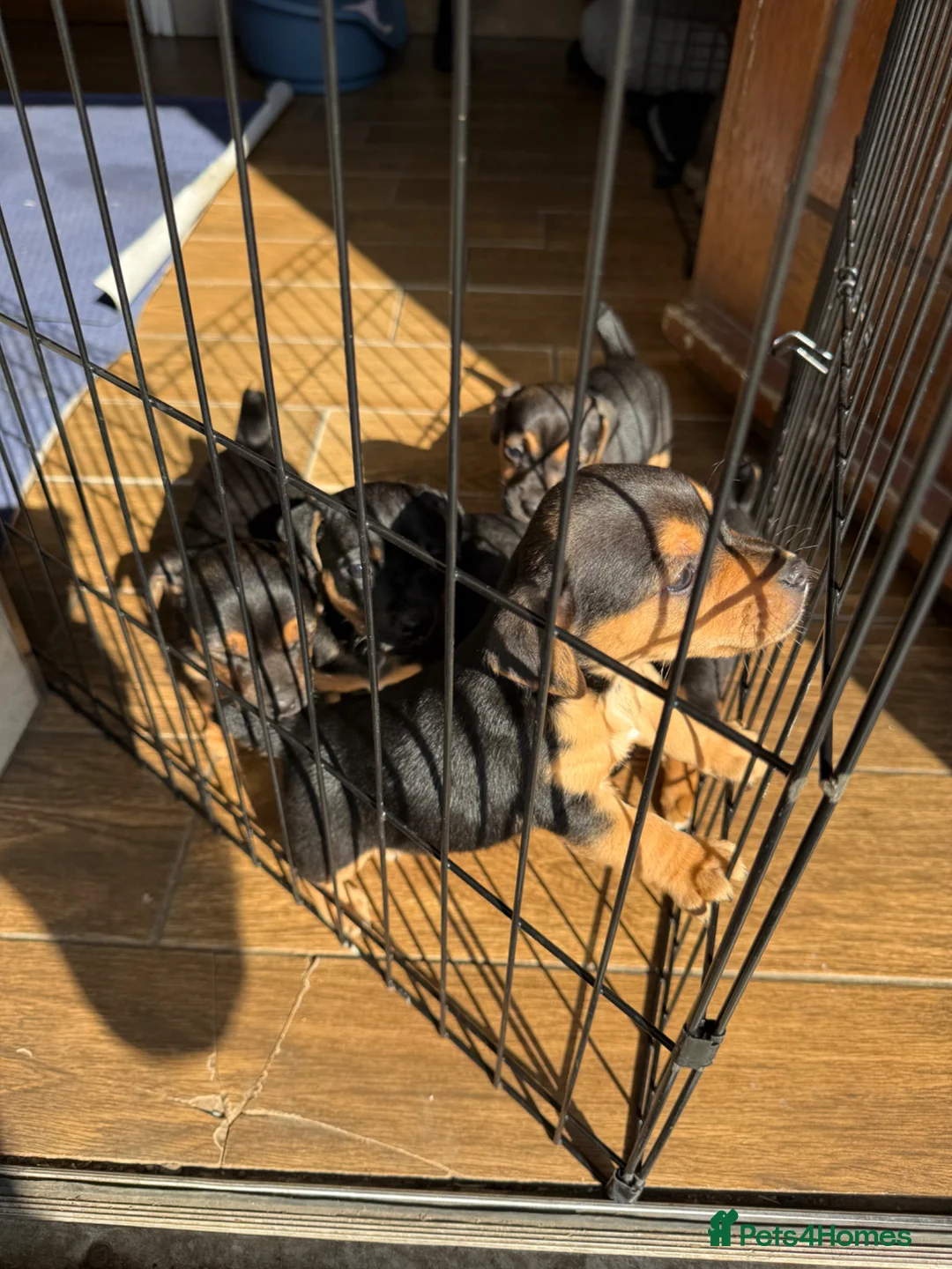 Jack Russell dogs for sale: Black and Tan Jack Russell’s  - Advert 6