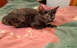 Siamese cats for adoption: Siamese cross and Tortoiseshell sister - Image 12