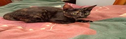 Siamese cats for adoption: Siamese cross and Tortoiseshell sisters - Advert 15