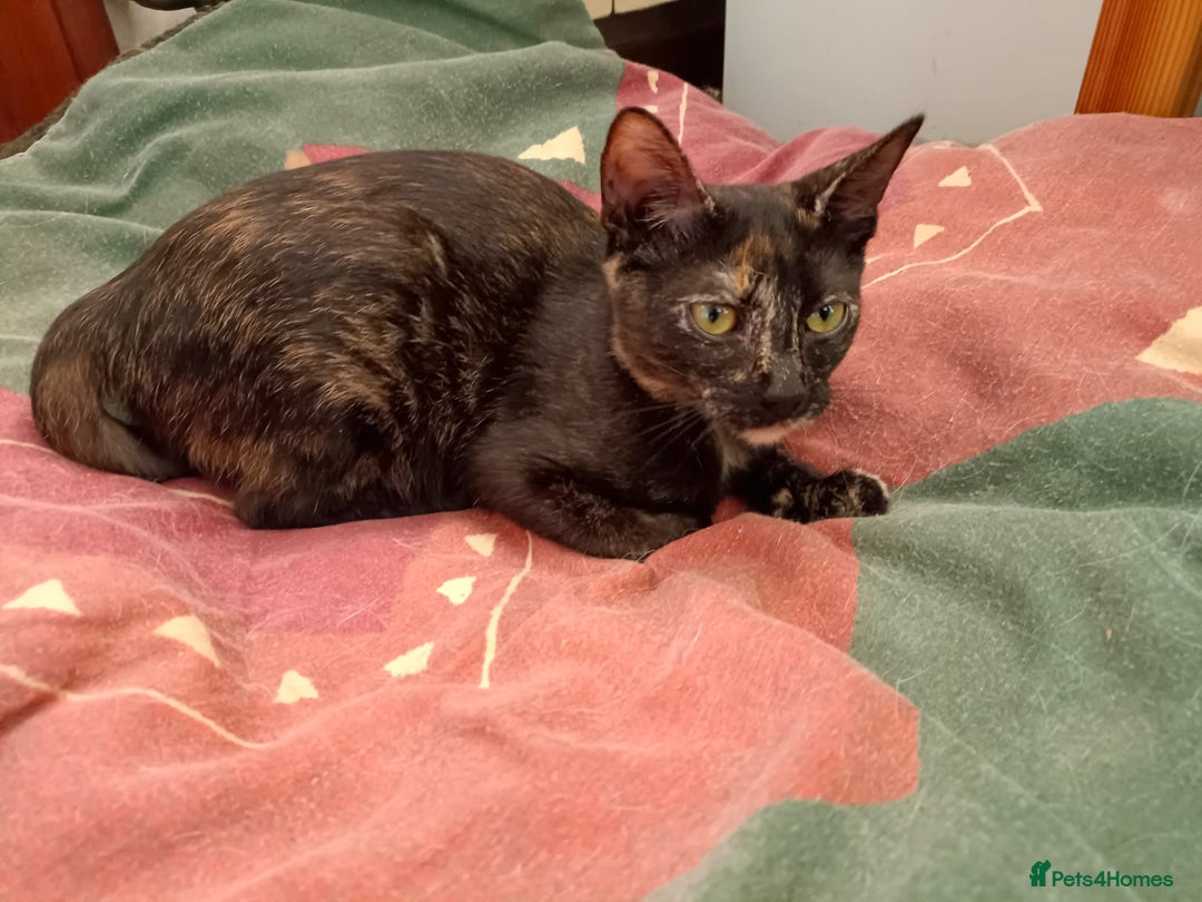 Siamese cats for adoption: Siamese cross and Tortoiseshell sister - Image 12