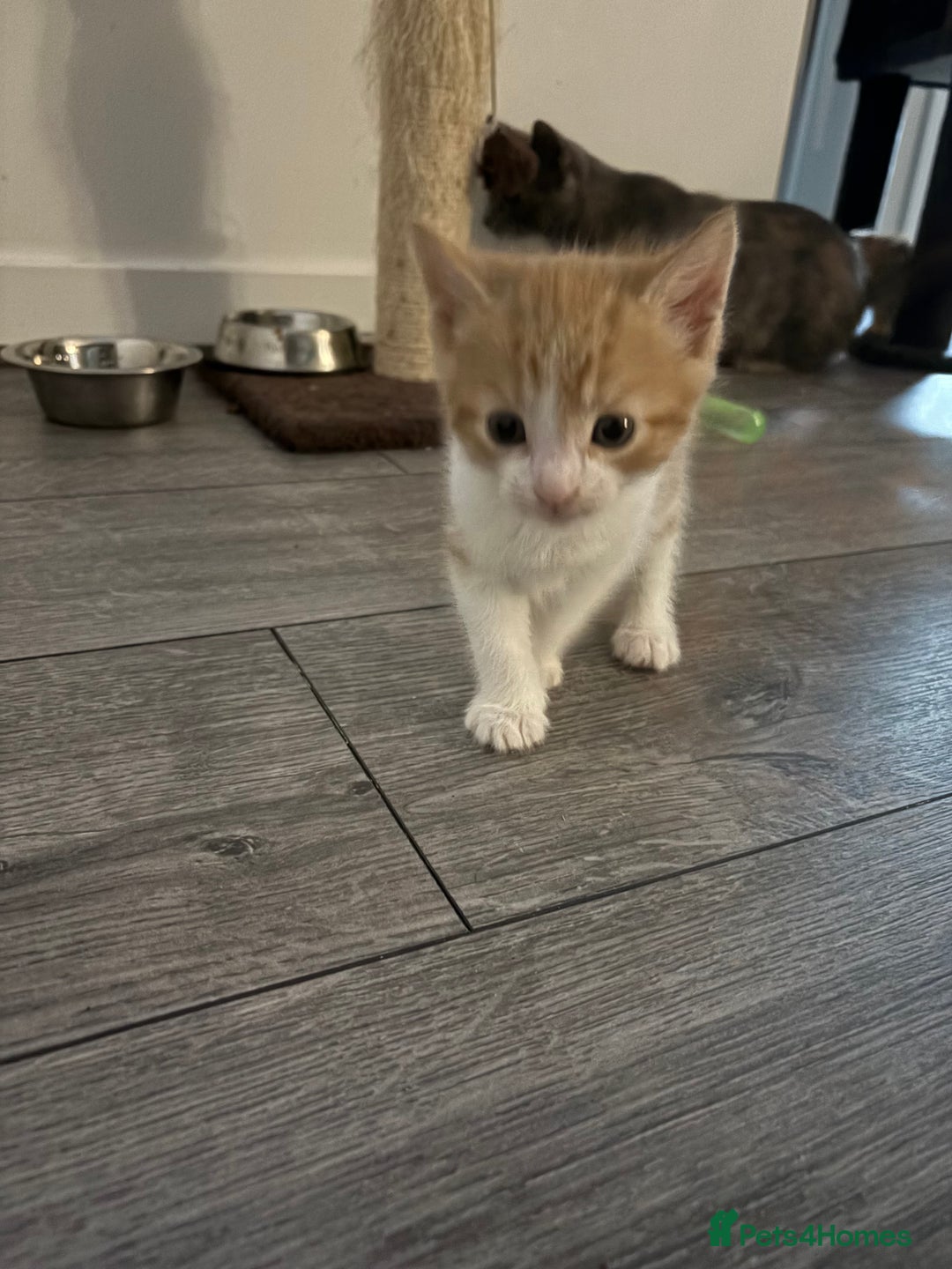 Maine Coon cats for sale: Kitten for sale £200 - Image 3