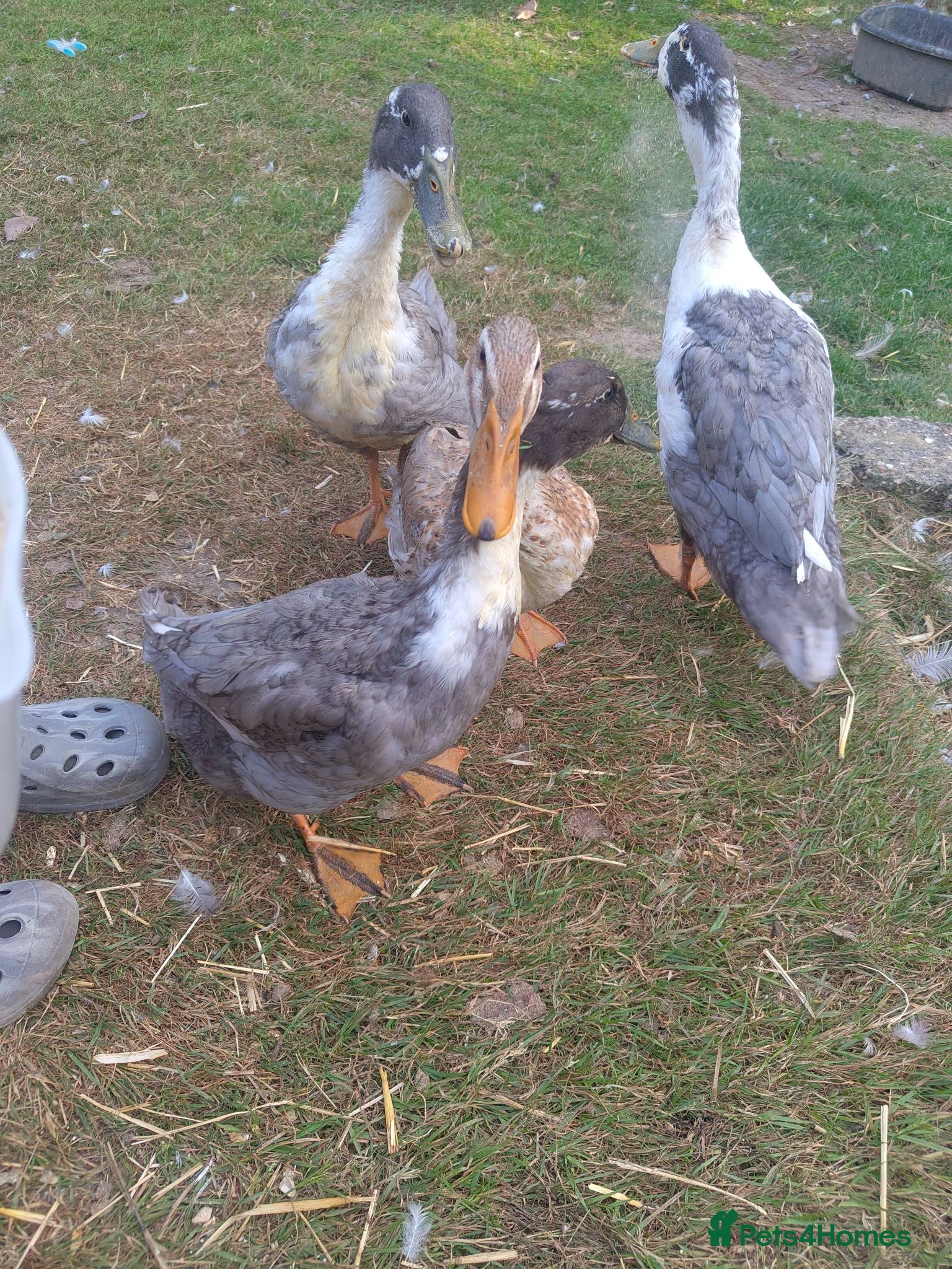 Ducks poultry Aylesbury/runner hybrid ducks - Advert 2