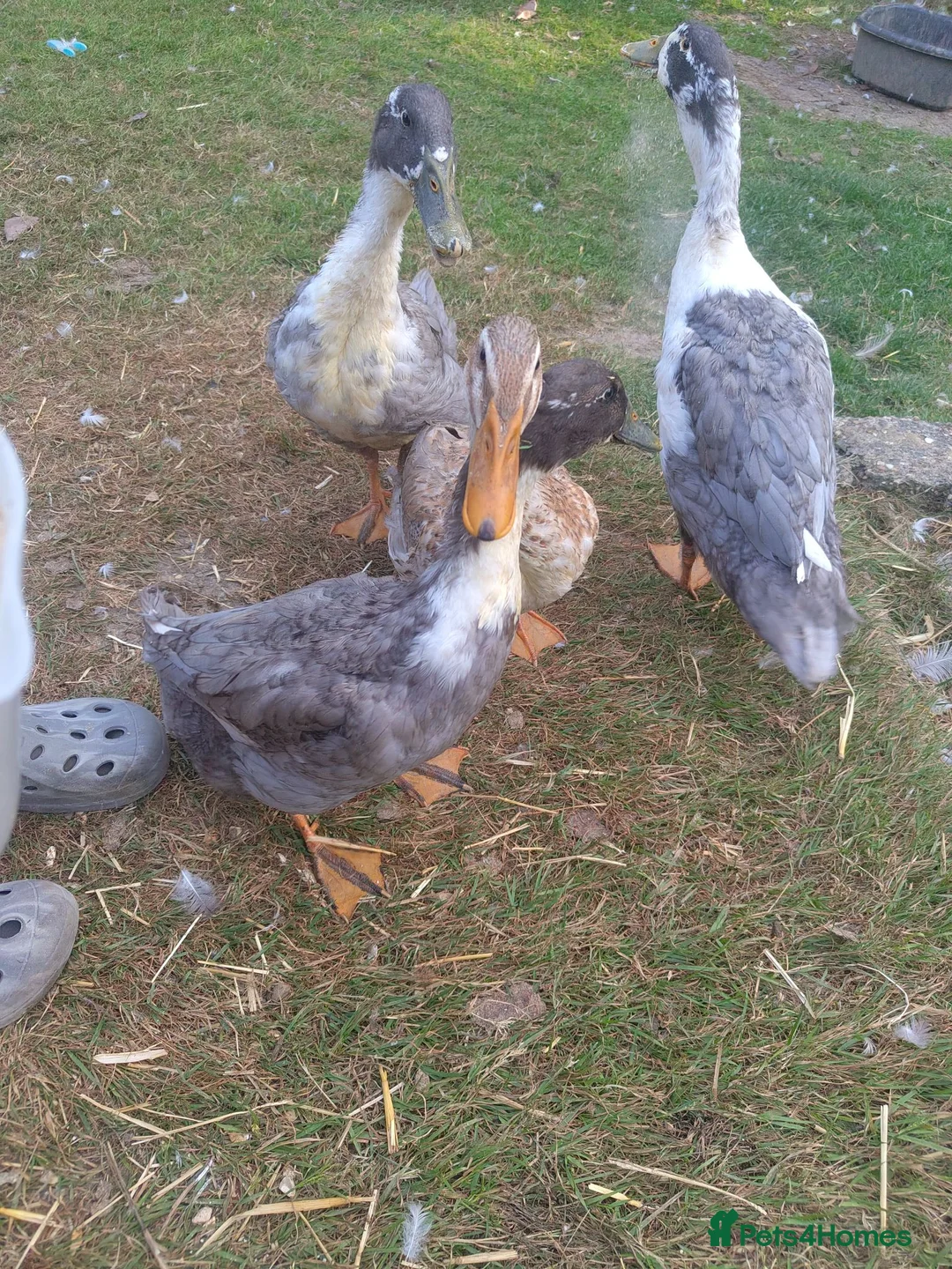 Ducks poultry for sale: Aylesbury/runner hybrid ducks in Grantham - Advert 1