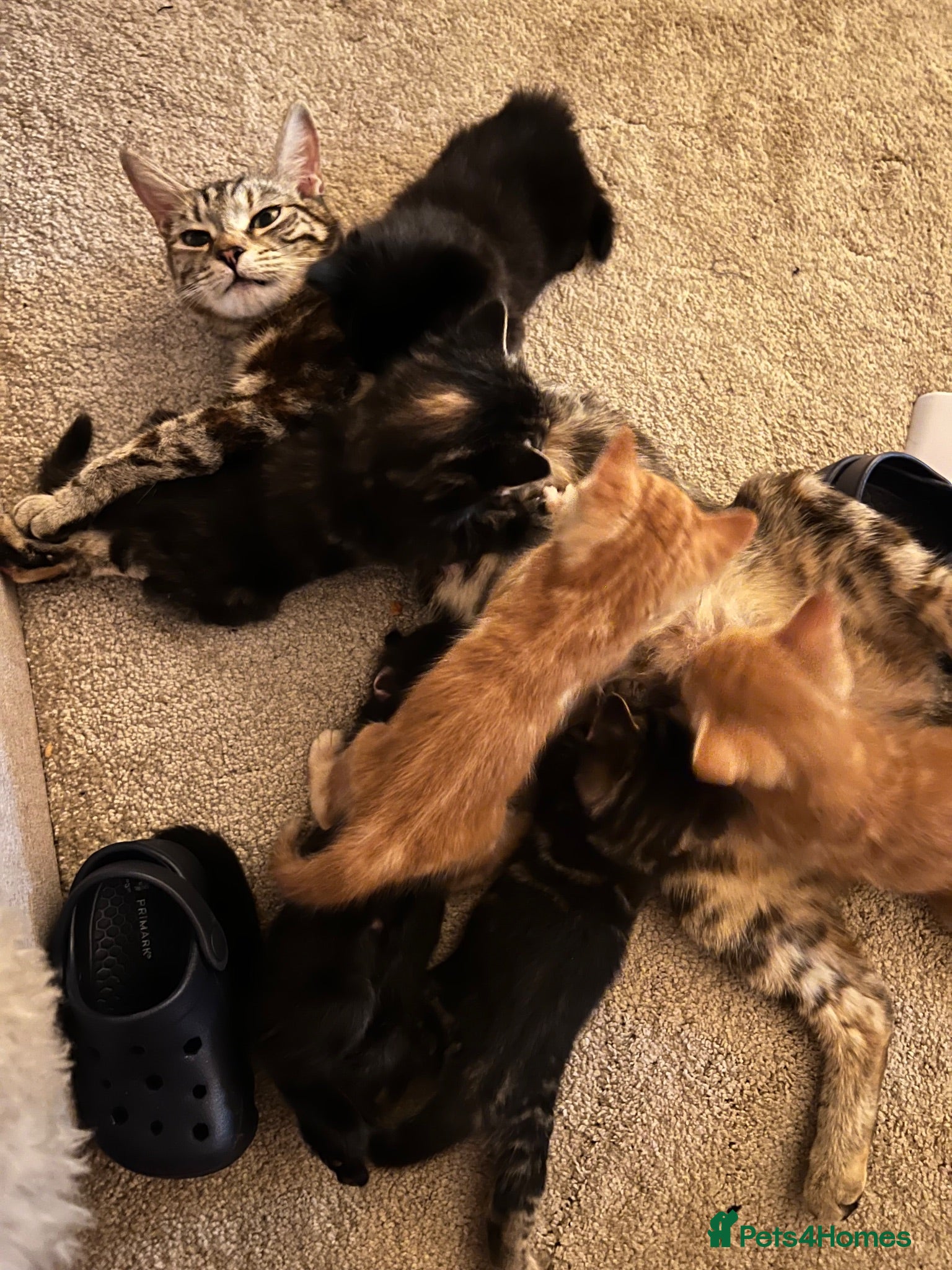 Mixed Breed cats Mixed kittens  - Advert 1