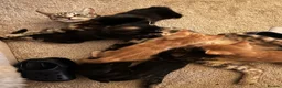 Mixed Breed cats for sale: Mixed kittens  in Kidderminster - Advert 1