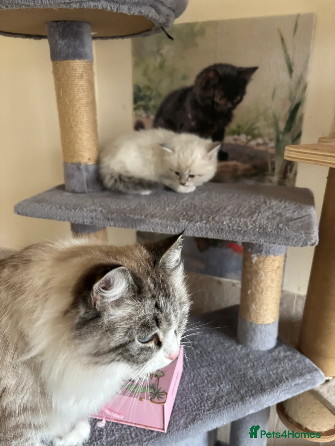 Siberian cats for sale: GCCF Registered Pedigree Siberian Kittens - Advert 2