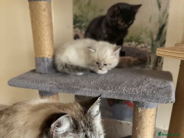 Siberian cats for sale: GCCF Registered Pedigree Siberian Kittens - Advert 2