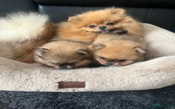 Pomeranian dogs for sale: 💎 Golden Colour Very Small Teddy Face 💎 - Image 13