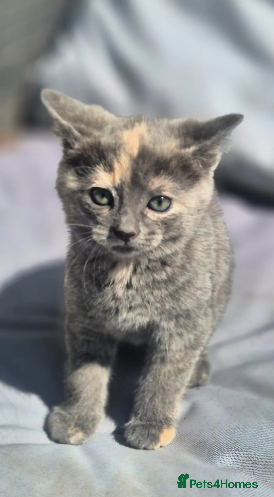 Mixed Breed cats for sale: Stunning kittens for sale  - Advert 2