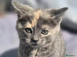 Mixed Breed cats Stunning kittens for sale - Advert 8