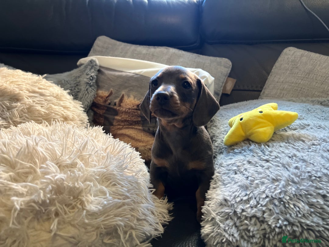 Miniature Dachshund dogs for sale: Adorable Blue and Tan puppies  - Image 4