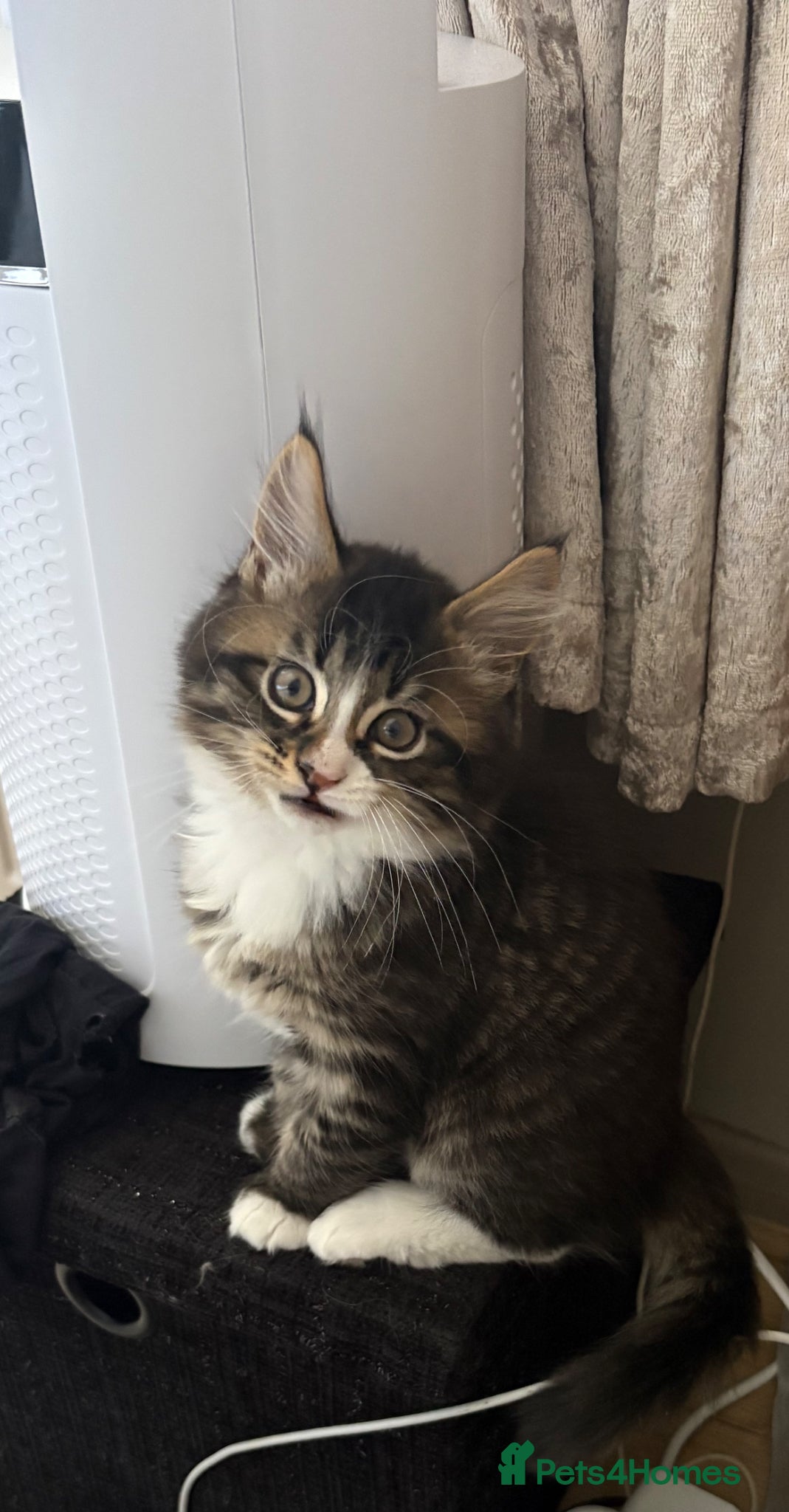 Maine Coon cats for sale: 1 boy/1 girl fluffies £375   - Advert 2