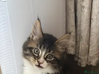 Maine Coon cats for sale: 1 boy/1 girl fluffies £375 - Advert 2