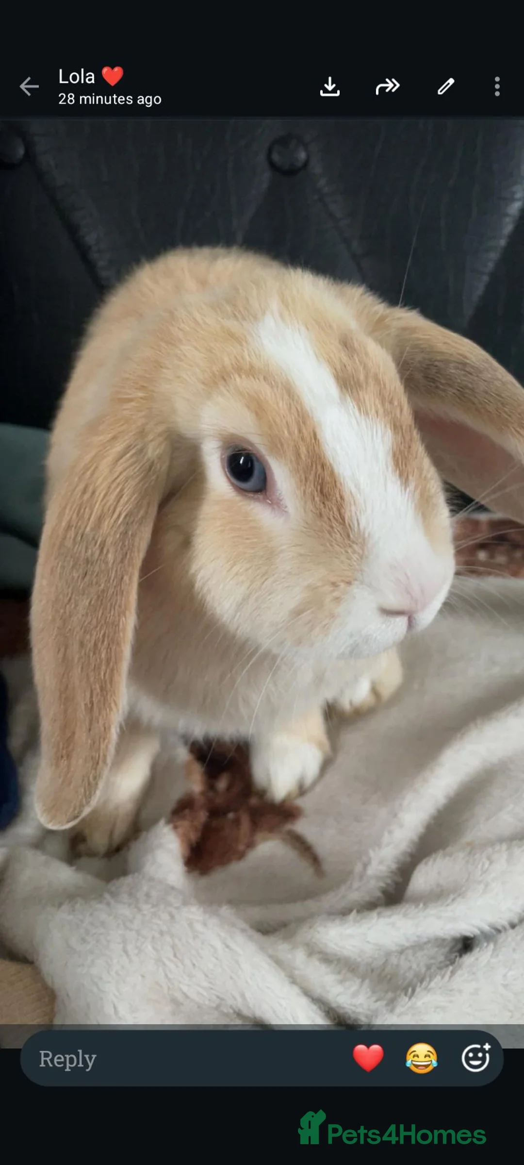 Mini Lop rabbits for sale: Bonded male rabbits  in Bristol - Advert 4