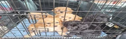Cavapoo dogs for sale: F1 CAVAPOO READY NOW - Advert 3