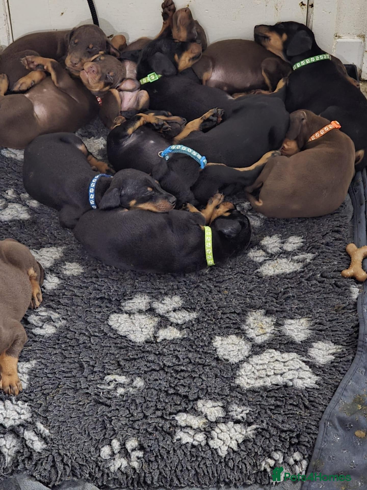 Dobermann dogs Doberman puppies - Advert 1