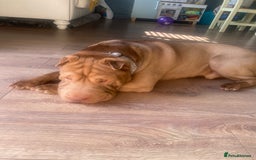 Shar Pei dogs for sale: KC registered beautiful and loyal Shar Pei - Image 2