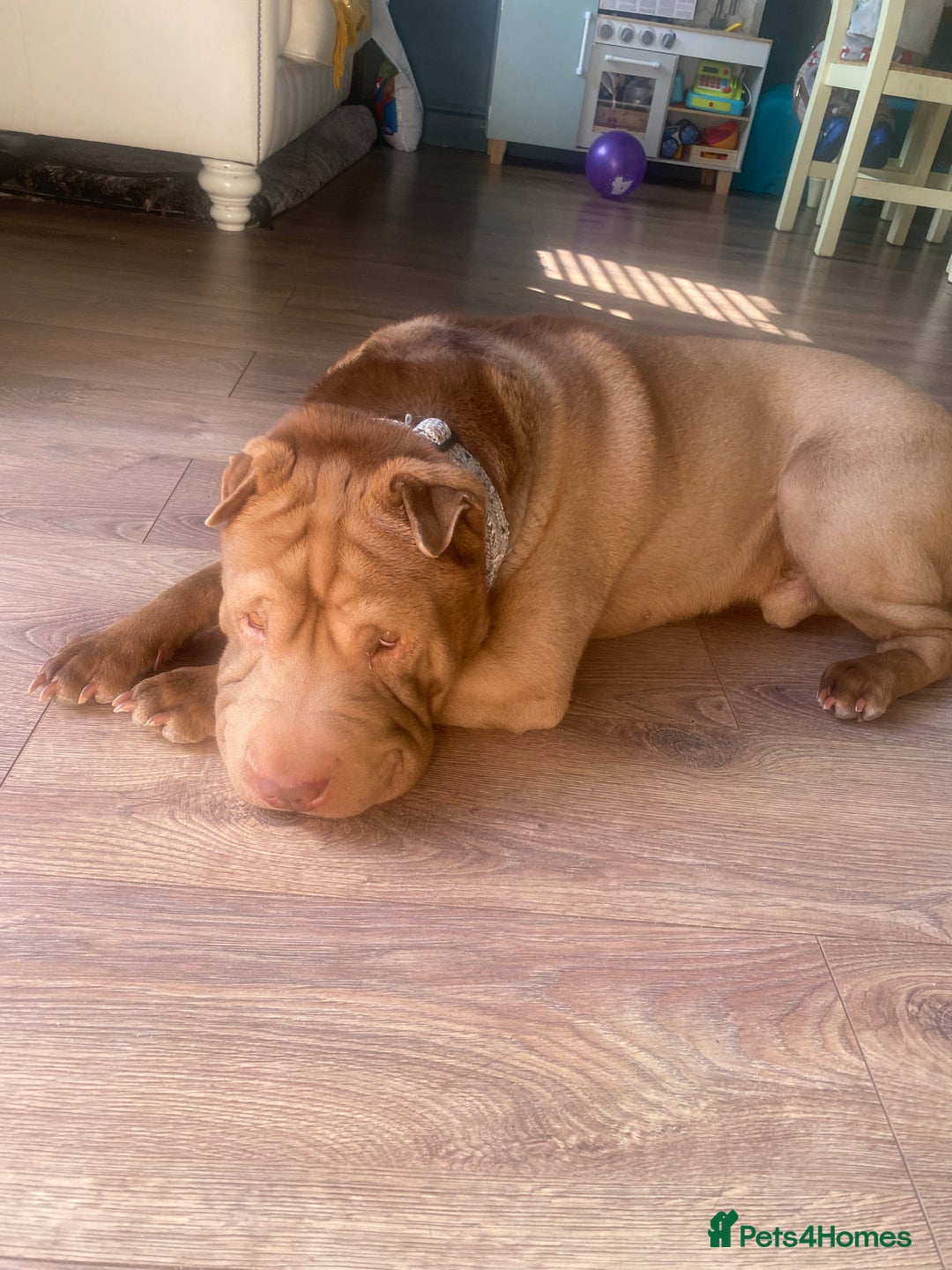 Shar Pei dogs for sale: KC registered beautiful and loyal Shar Pei - Image 2