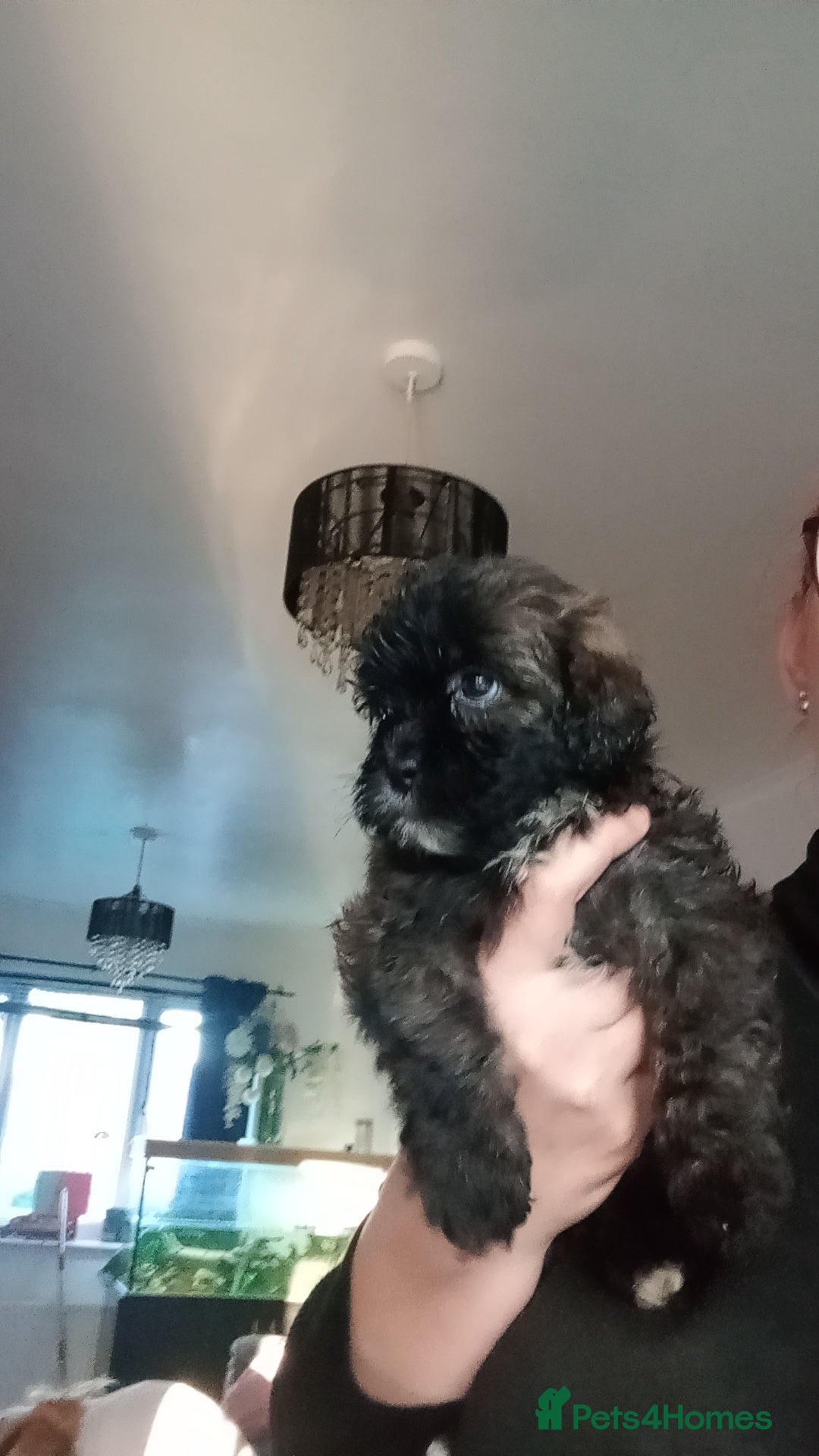 Shihpoo dogs for sale: Shihpoo last one in litter  - Advert 4