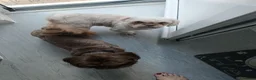 Shih Tzu dogs for sale: Imperial shih tzus - Advert 5