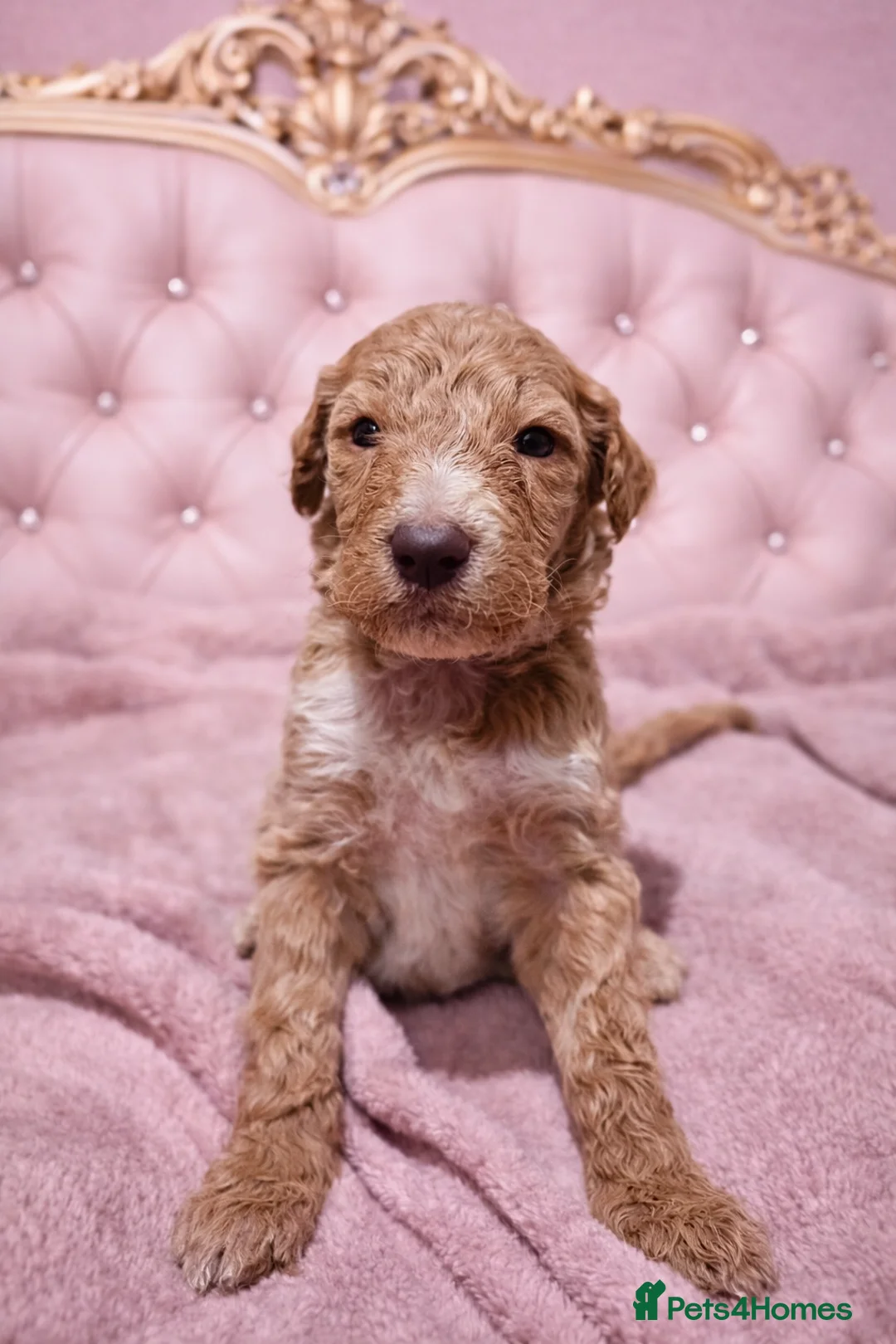 Standard Poodle dogs for sale: READY IN 6 DAYS Standard Poodle Puppies - Advert 5
