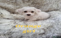Zuchon dogs for sale: Bichon Frise puppy for sale  - Image 3
