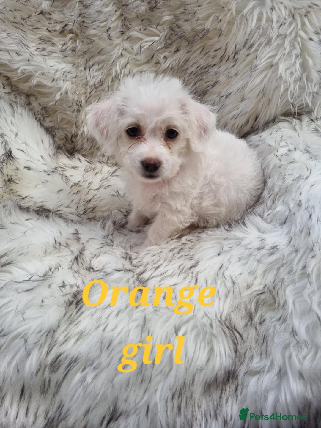 Zuchon dogs for sale: Bichon Frise puppy for sale  - Image 3