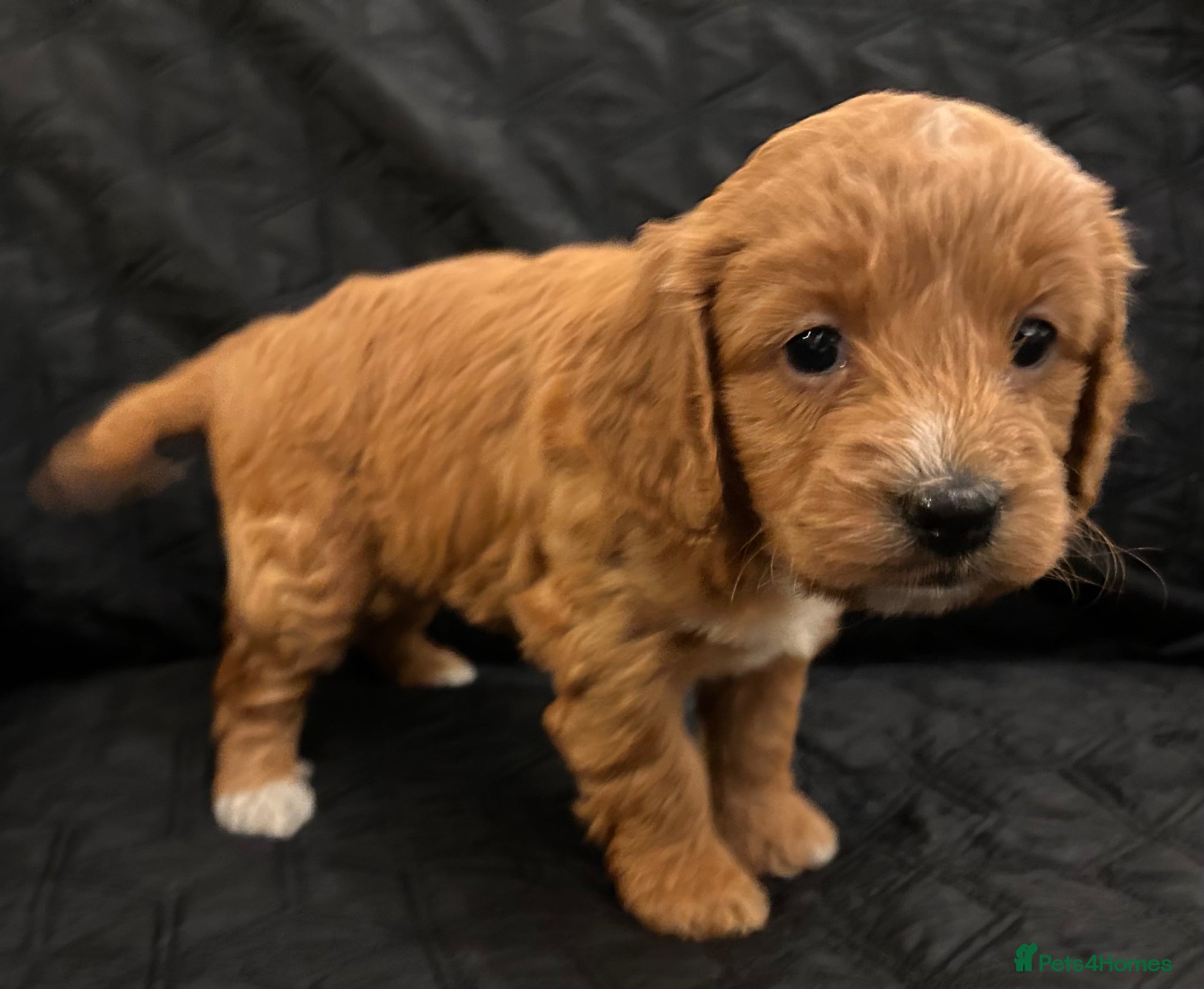 Cockapoo dogs STUNNING RED F1 HEALTH CHECKED COCKAPOOS - Advert 2