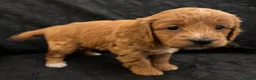 Cockapoo dogs for sale: STUNNING RED F1 HEALTH CHECKED COCKAPOOS - Advert 7