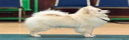German Spitz dogs for sale: *** Beautiful Cream German Spitz *** - Advert 5