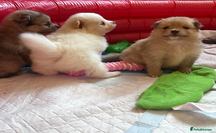 Pomeranian dogs - Advert 3