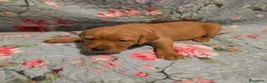 Labrador Retriever Pink