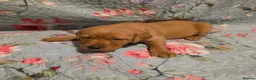 Labrador Retriever dogs for sale: Little Labradors, Ready for Their Next Adventure in Derby - Advert 31