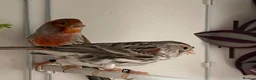 Canaries birds for sale: Breeding pair agate canaries - Advert 1