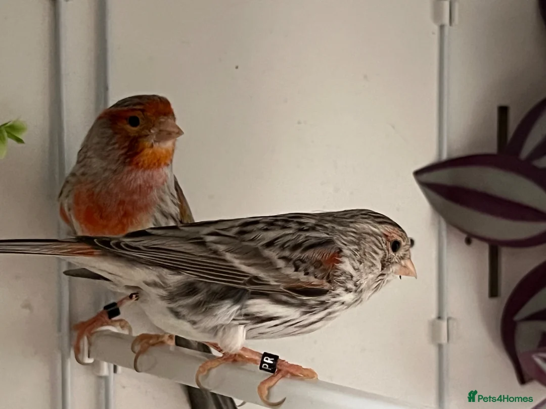 Canaries birds for sale: Breeding pair agate canaries - Advert 1