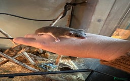 Mouse rodents for sale: African Pygmy dormice  - Advert 1