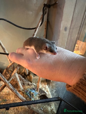 Mouse rodents - Advert 3