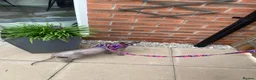 Sphynx cats for sale: Female sphynx cat  in Chesterfield - Advert 4