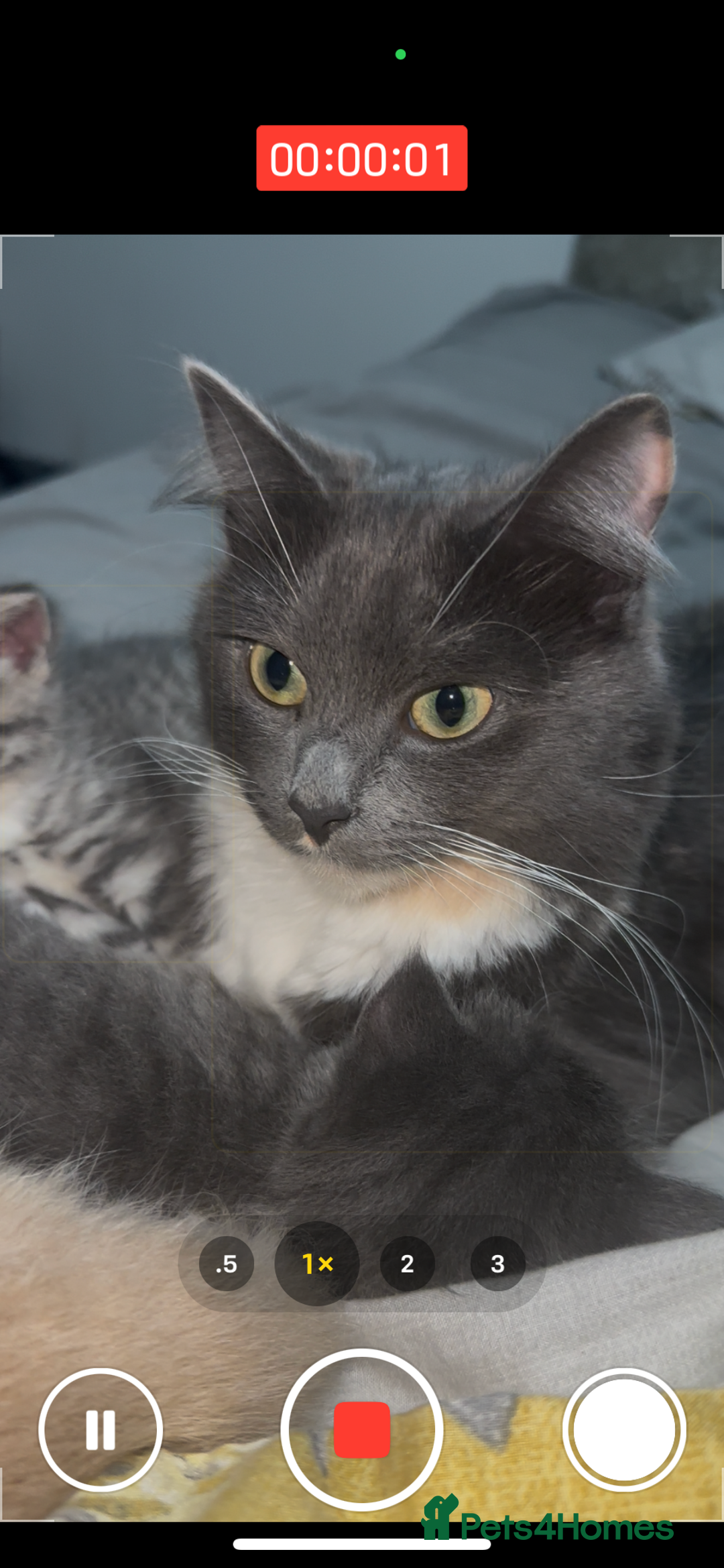 Mixed Breed cats for sale: 3 Beautiful Kittens Needing A Home - Advert 8