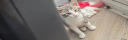 Mixed Breed cats for sale: 3 beautiful kittens - Advert 2